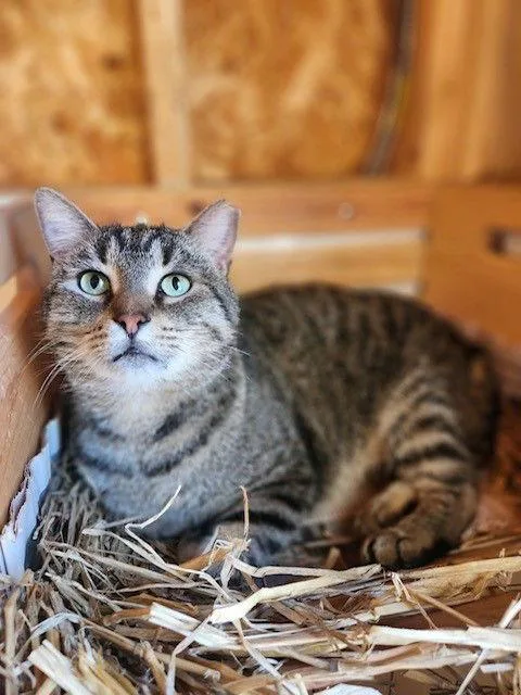 Stub Tail thumbnail 3