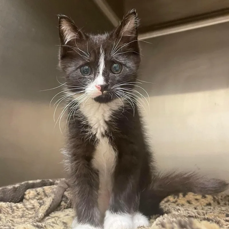 Huckleberry thumbnail 2