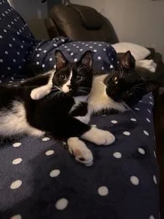 Huckleberry thumbnail 3