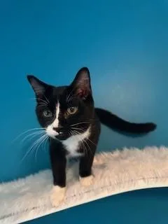 Huckleberry thumbnail 4