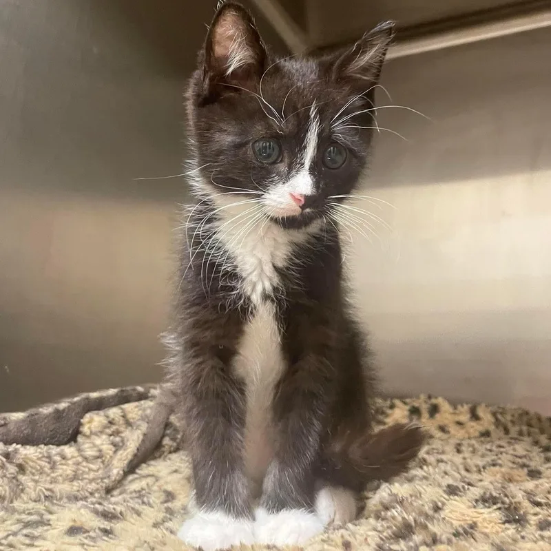 Huckleberry thumbnail 5