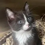 Huckleberry thumbnail 6