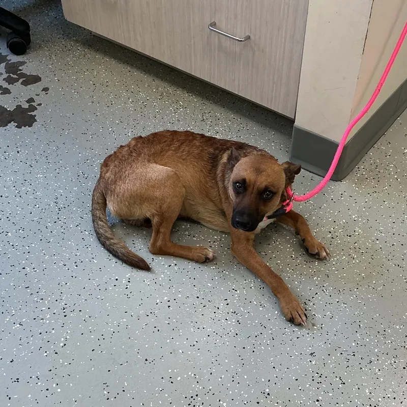 An adult small-sized male Brown / Chocolate Rat Terrier dog named Paddles for adoption in Galax, VA