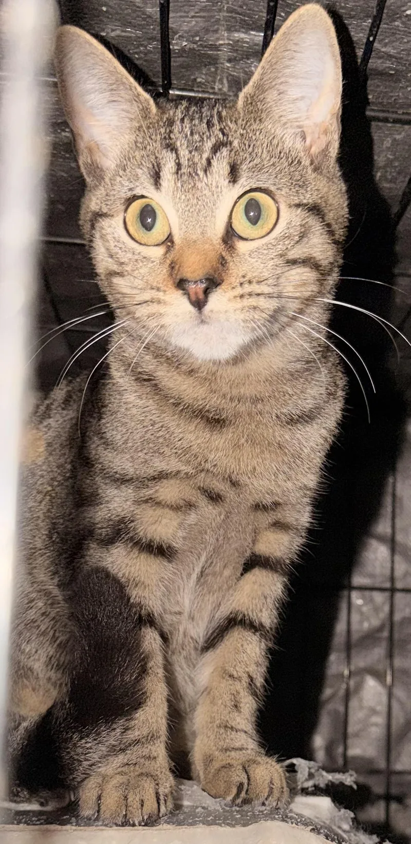 Celeste& Starlet thumbnail 2