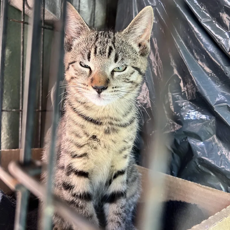 Celeste& Starlet thumbnail 3