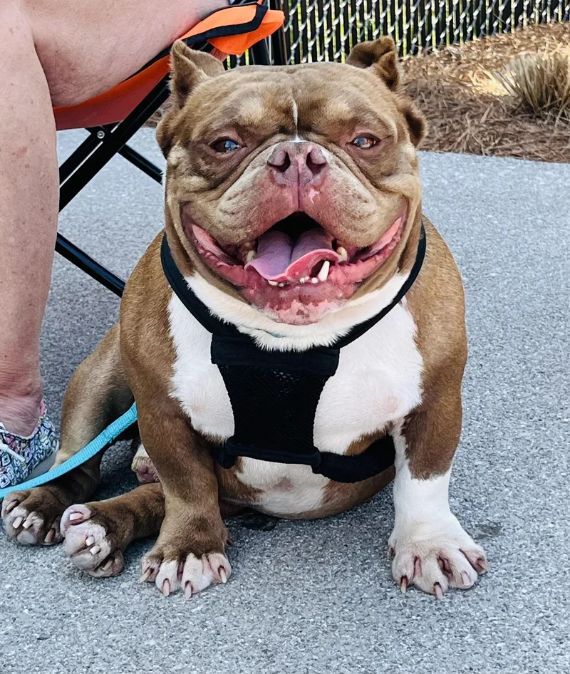 A young medium-sized male Red / Chestnut / Orange American Bully dog named Guppy for adoption in Knoxville, TN