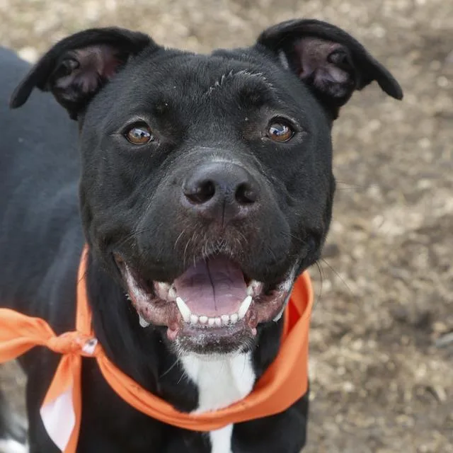 A young medium-sized female American Staffordshire Terrier dog named Martie for adoption in San Antonio, TX