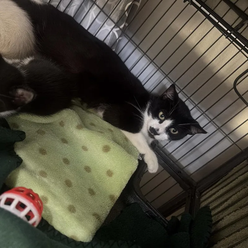 Tuxedo Mama thumbnail 2