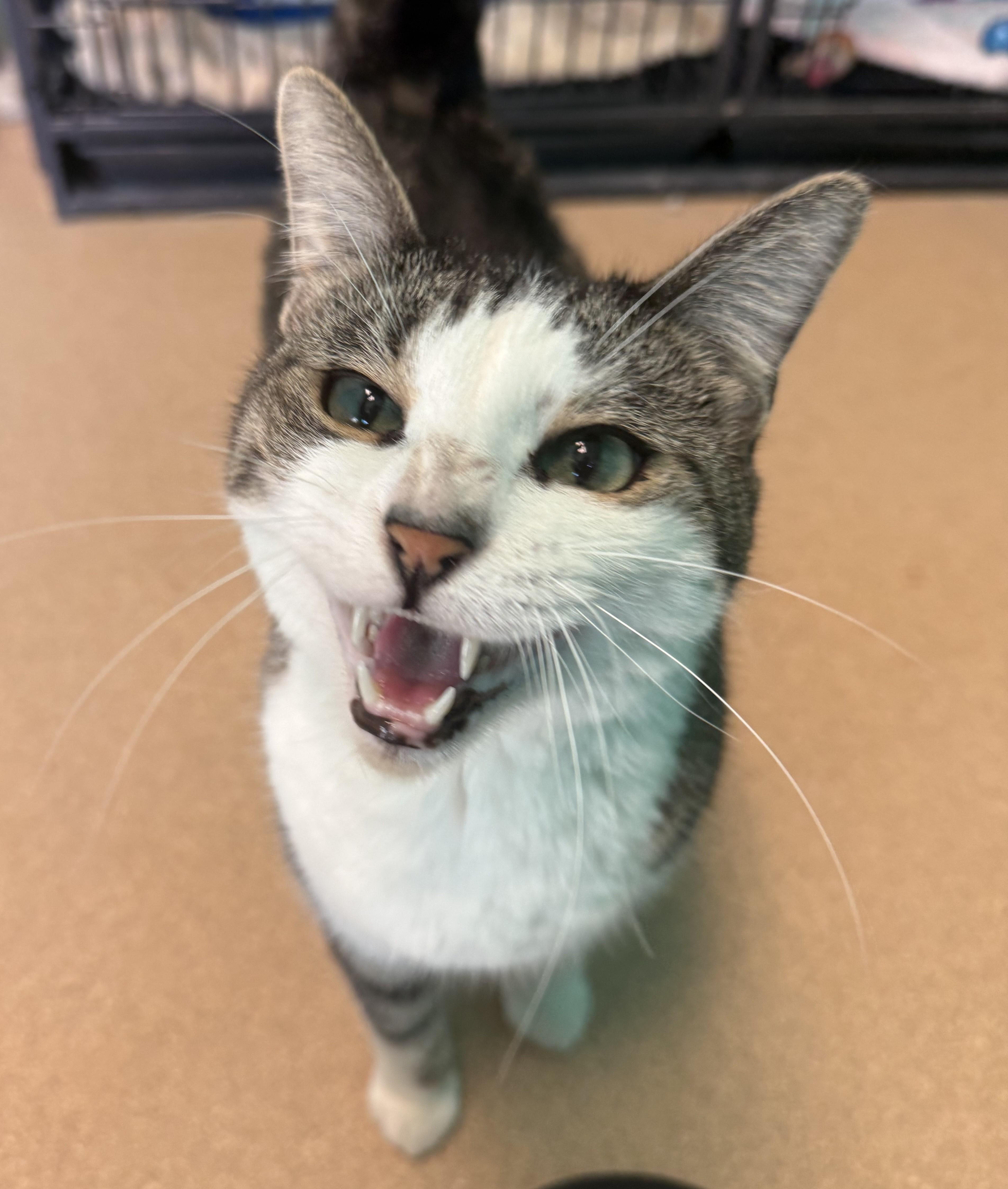 An adult large-sized male Tabby (Buff / Tan / Fawn) Domestic Short Hair cat named Frozone From The Incredibles for adoption in Brookings, SD