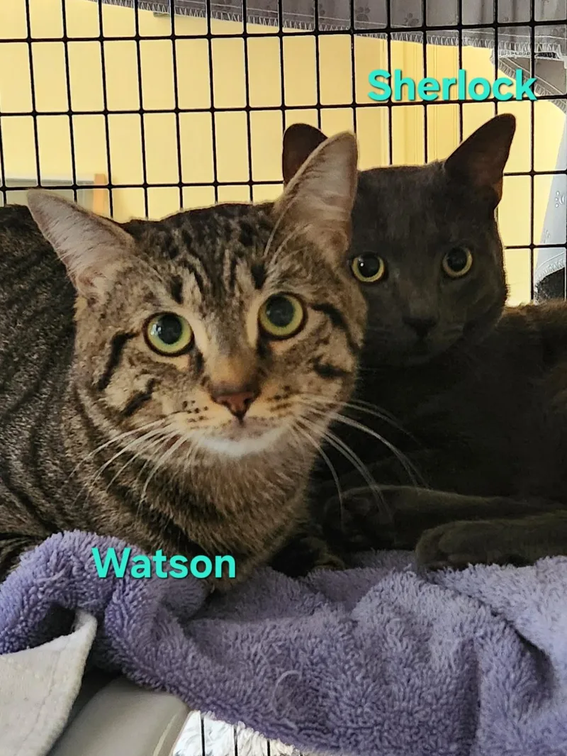 An adult large-sized male Domestic Short Hair cat named Sherlockand Watson for adoption in Warminster, PA