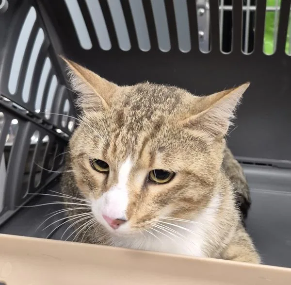 A young small-sized male Domestic Short Hair cat named If Murphy for adoption in Lawrenceville, GA