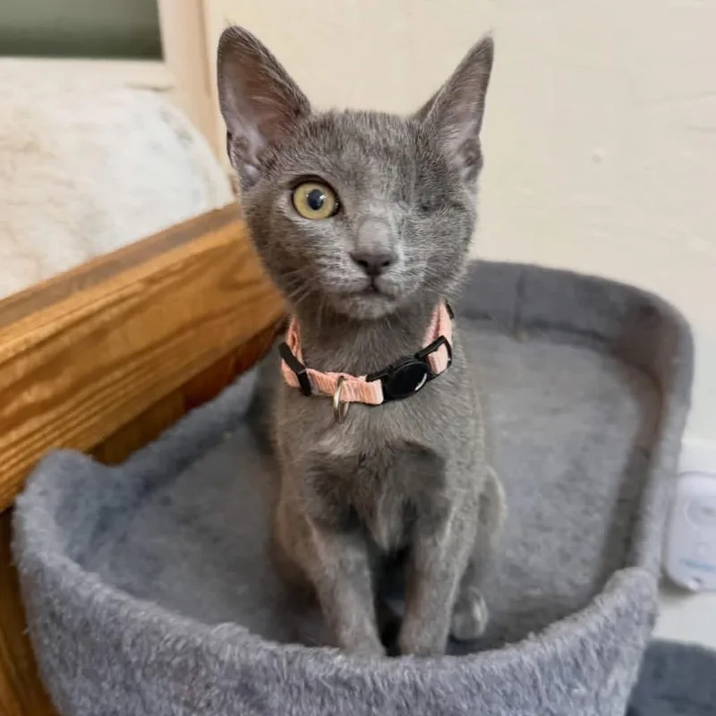 A baby small-sized female Gray / Blue / Silver Domestic Short Hair cat named Iggy Pop EF for adoption in Tallahassee, FL