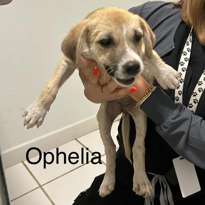 Ophelia