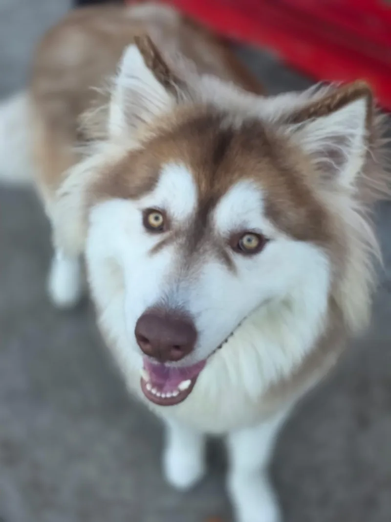 An adult large-sized male Red / Chestnut / Orange Siberian Husky dog named Chops for adoption in Manteca, CA