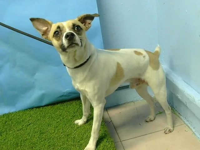 An adult small-sized male Chihuahua dog named Puppers for adoption in Gardena, CA