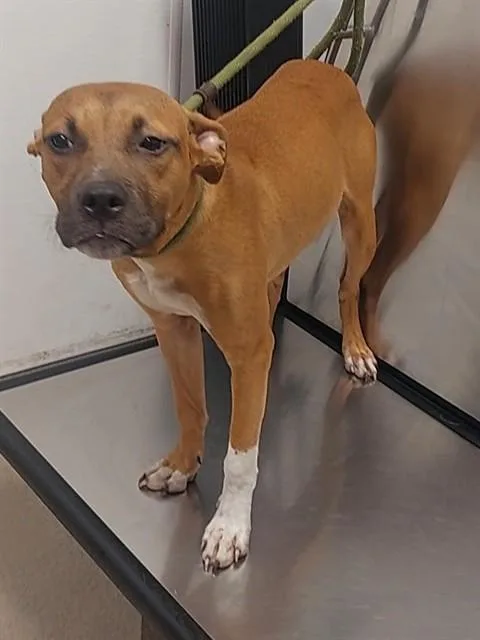 A young medium-sized female American Staffordshire Terrier dog named Coral for adoption in Fort Lauderdale, FL
