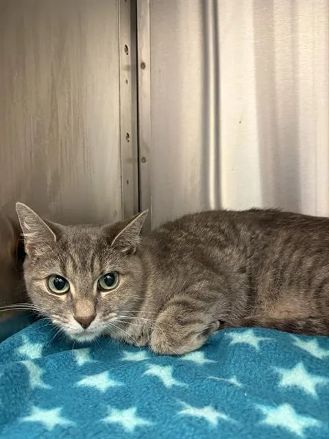 An adult medium-sized female Domestic Short Hair cat named Clover for adoption in Indianapolis, IN