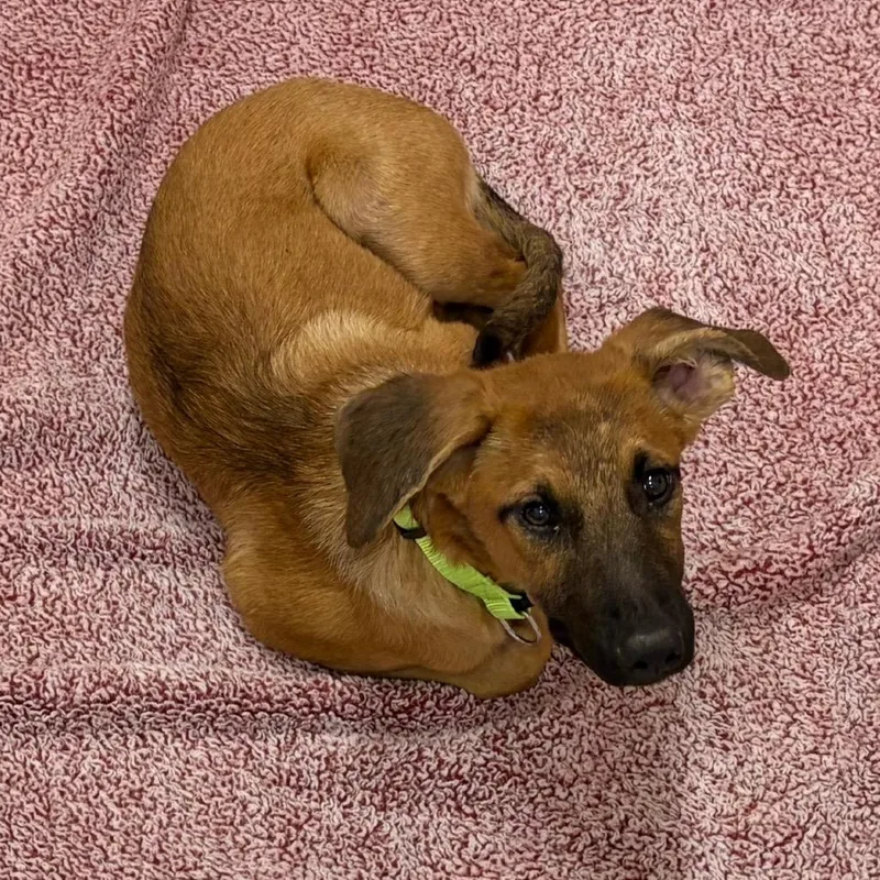 A baby medium-sized female Yellow / Tan / Blond / Fawn German Shepherd Dog dog named Jerboa for adoption in Austin, TX