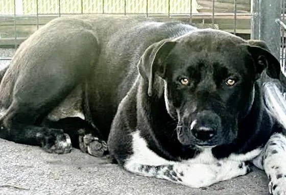 An adult large-sized male Labrador Retriever dog named A for adoption in Houston, TX