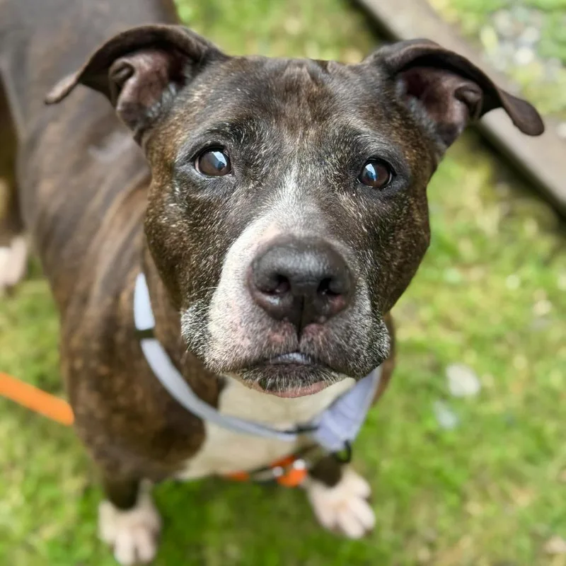 A senior medium-sized female Brindle Pit Bull Terrier dog named Daphne for adoption in Tacoma, WA