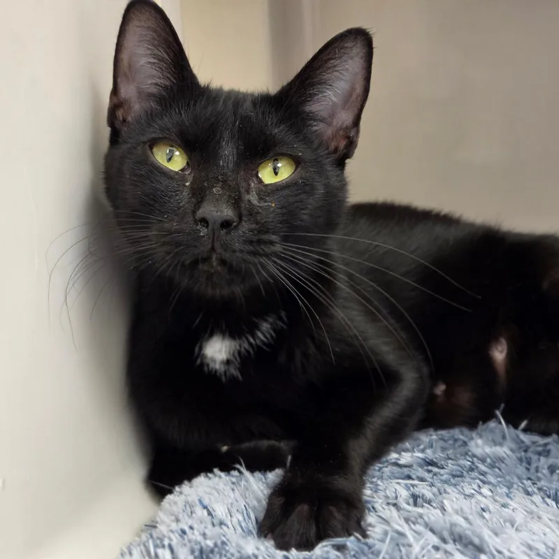 A young medium-sized female Black Domestic Short Hair cat named Bonbon for adoption in Sarasota, FL