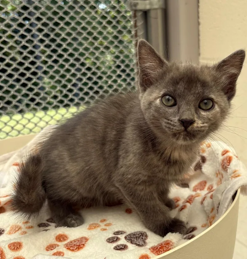 A baby medium-sized female Domestic Short Hair cat named Supra for adoption in Greeneville, TN