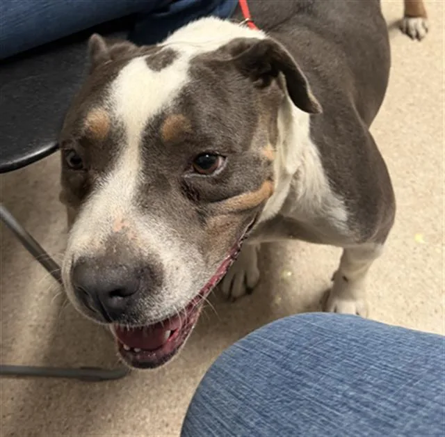 A young medium-sized female Gray / Blue / Silver Pit Bull Terrier dog named Chonks for adoption in Thousand Oaks, CA