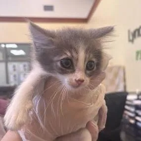 A baby small-sized female Gray / Blue / Silver Domestic Short Hair cat named Yabby for adoption in Lynchburg, VA