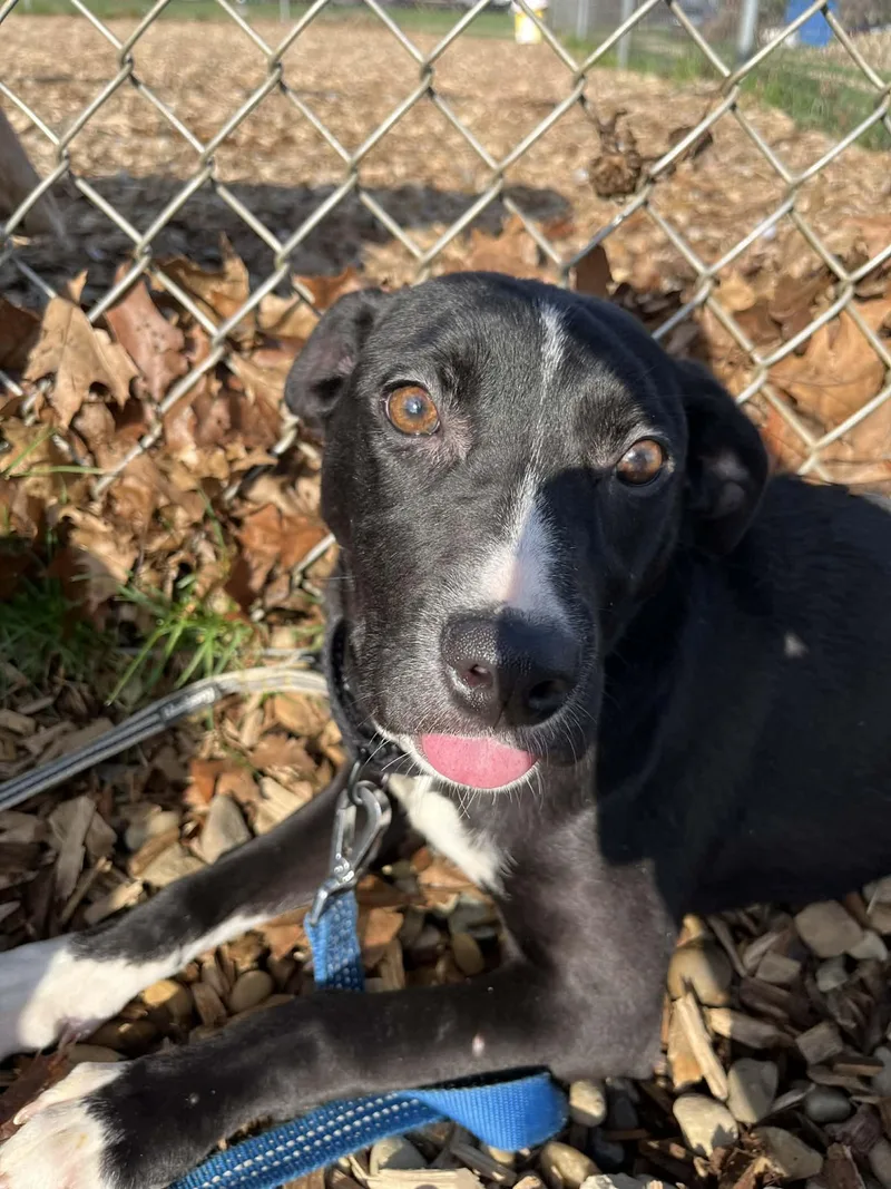 Wonton Soup thumbnail 2