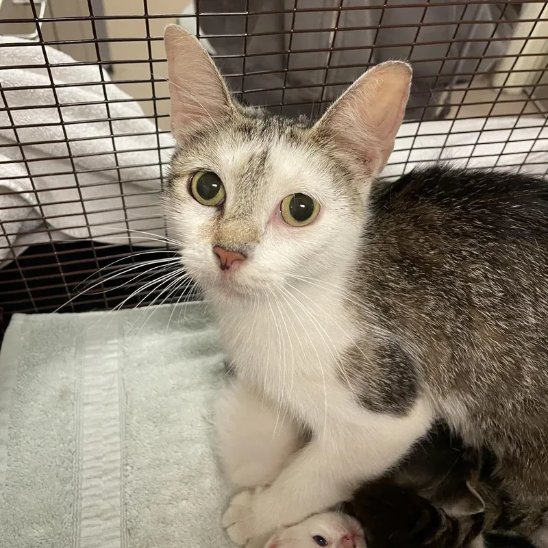 A young medium-sized female Brown / Chocolate Domestic Short Hair cat named Ash for adoption in Chicago, IL
