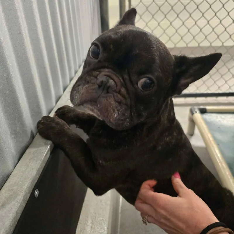 An adult small-sized male Black French Bulldog dog named Blue for adoption in Tylertown, MS