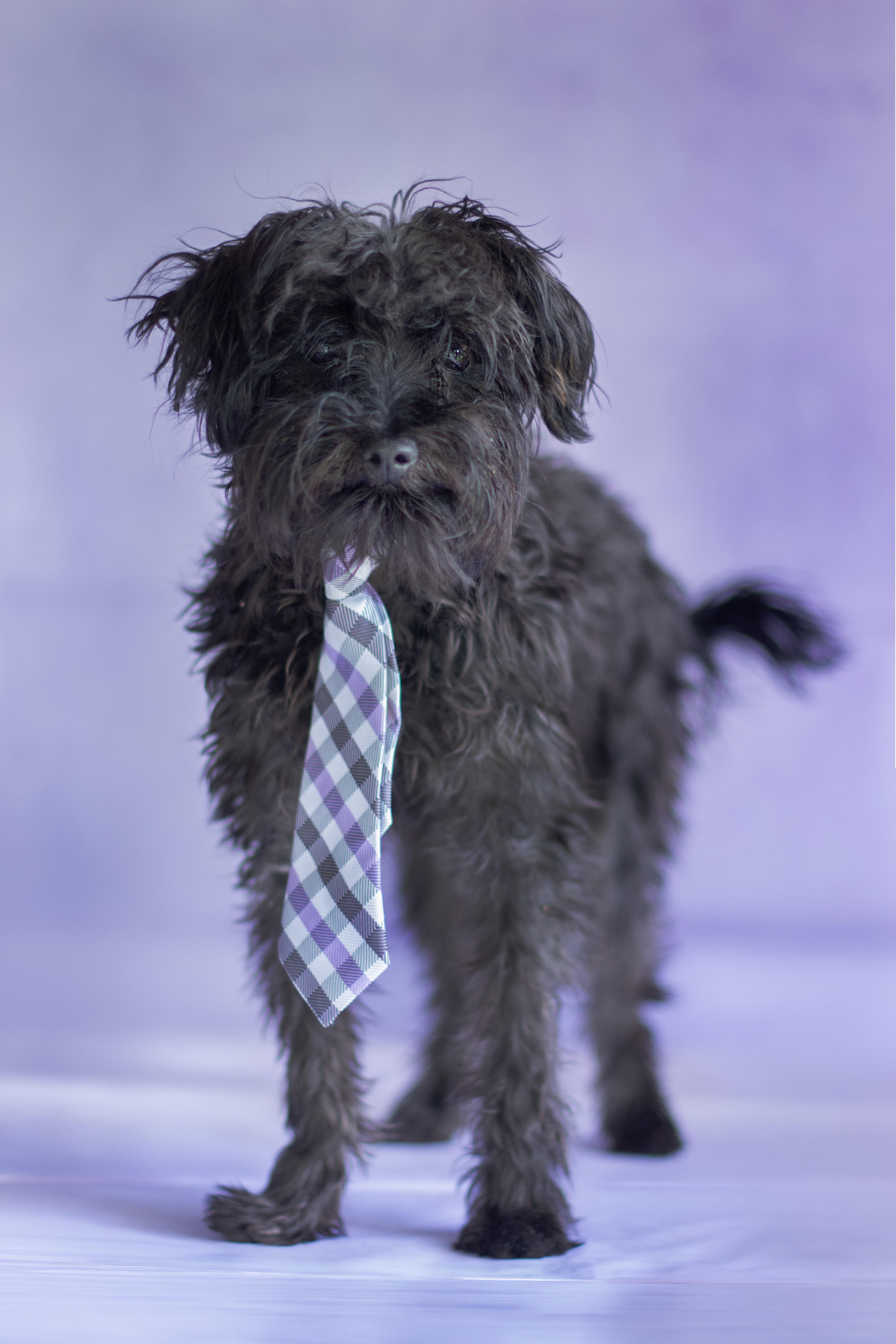 A young small-sized male Black Miniature Poodle dog named Gabriel for adoption in Indianapolis, IN