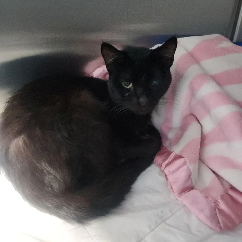 An adult medium-sized male Black Domestic Short Hair cat named Harley for adoption in Kingman, AZ