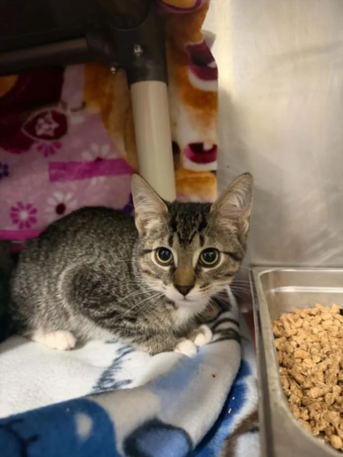 A baby small-sized male Domestic Short Hair cat named Rainier for adoption in Hagerstown, MD
