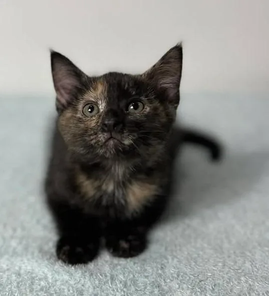 A baby small-sized female Domestic Short Hair cat named Dior for adoption in Effingham, IL