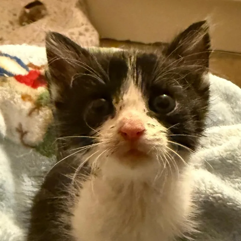 A baby small-sized male Domestic Short Hair cat named Berry for adoption in Cedaredge, CO