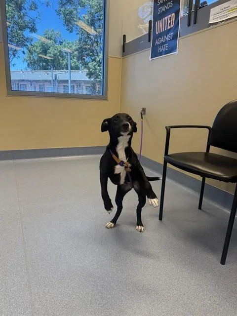 A young medium-sized female Labrador Retriever dog named Pandora for adoption in San Jose, CA