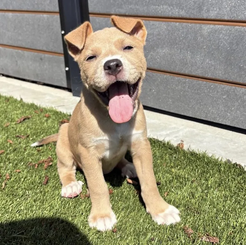 A baby medium-sized female Pit Bull Terrier dog named Rachel for adoption in Charlotte, NC