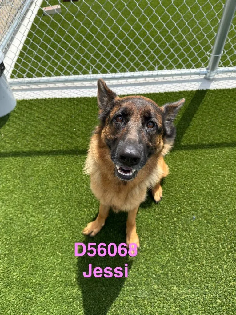 A young large-sized female German Shepherd Dog dog named Jessi for adoption in Clarksville, TN