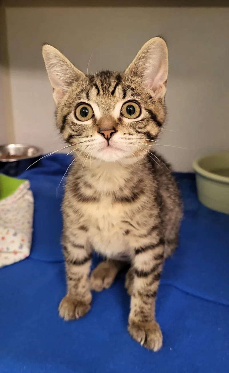 A baby medium-sized male Tabby (Brown / Chocolate) Domestic Short Hair cat named Cheetara for adoption in Grayslake, IL
