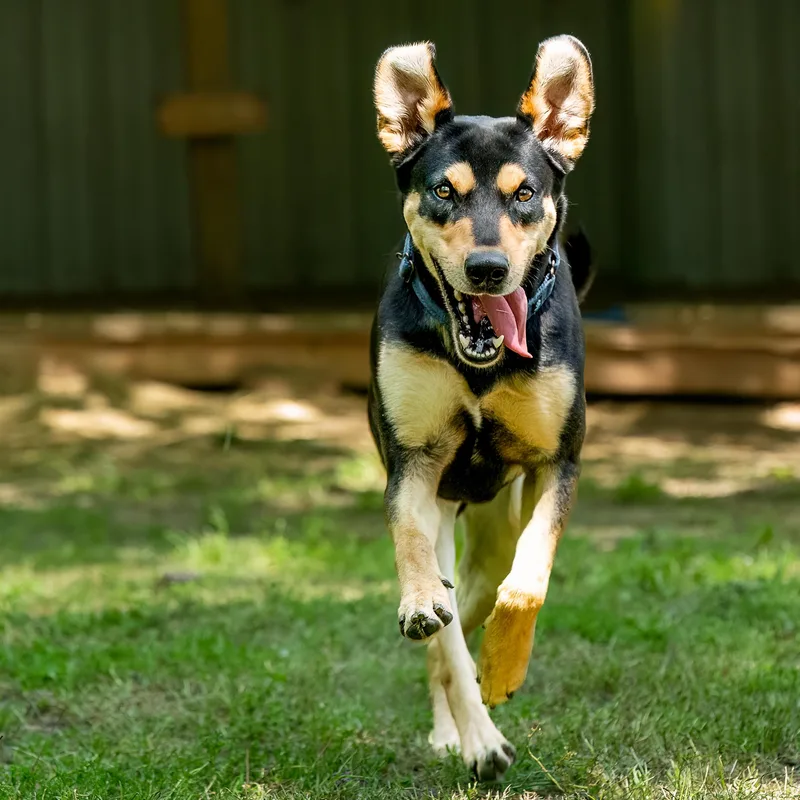 A young medium-sized male Black Hound dog named Merv for adoption in Tomball, TX
