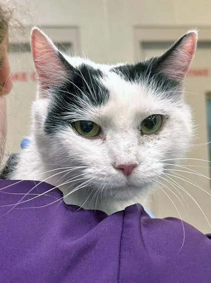 A senior medium-sized female Domestic Short Hair cat named Daisy Duck for adoption in Fishers, IN