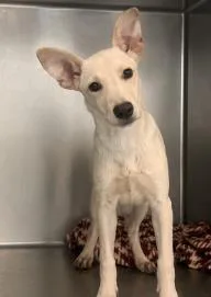 A baby medium-sized female Mixed Breed dog named Fava for adoption in West Chester, PA