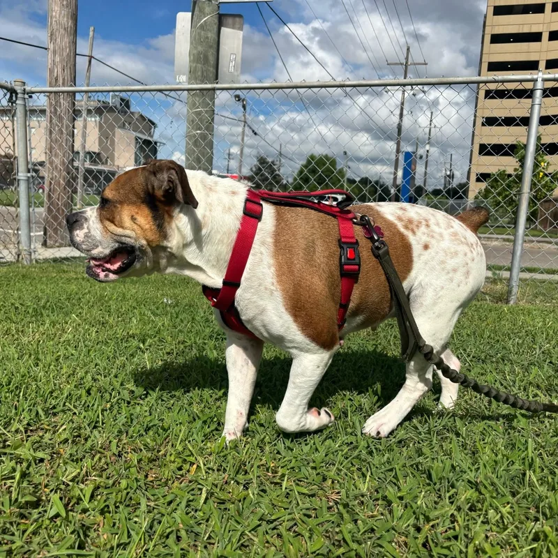 A young medium-sized female Bicolor Bulldog dog named Gretchen for adoption in New Orleans, LA