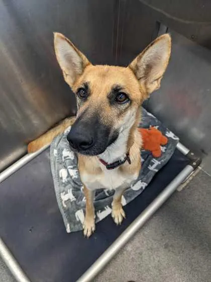 An adult medium-sized female German Shepherd Dog dog named Maleficiant for adoption in Morton Grove, IL