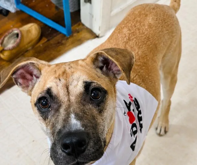 A baby medium-sized female Yellow / Tan / Blond / Fawn Mixed Breed dog named Emily for adoption in Grand Rapids, MI