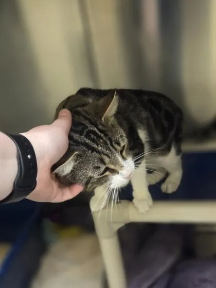 An adult medium-sized male Domestic Short Hair cat named Tommy Boy for adoption in Westland, MI