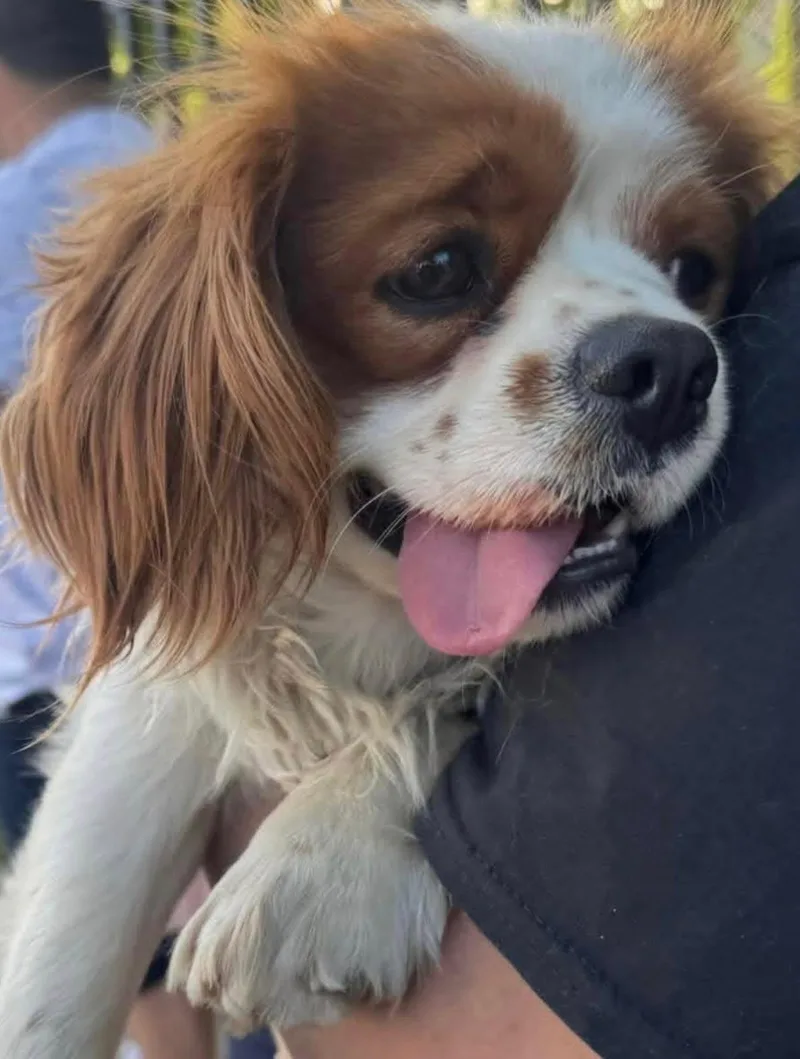 A young small-sized male Cavalier King Charles Spaniel dog named Finnegan for adoption in Flushing, NY