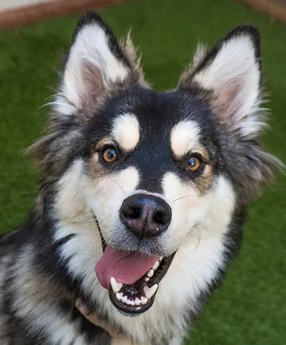 A young medium-sized female Black Husky dog named Wendy Peffercorn for adoption in Encinitas, CA