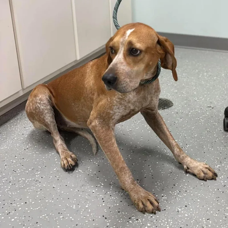 An adult medium-sized female Red / Chestnut / Orange Hound dog named Freida for adoption in Bardstown, KY